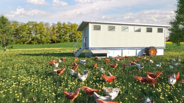 ỨNG DỤNG CẢM BIẾN GIÁM SÁT NHIỆT ĐỘ, ĐỘ ẨM CMTH1-M12 TRONG CÁC TRANG TRẠI NUÔI GÀ